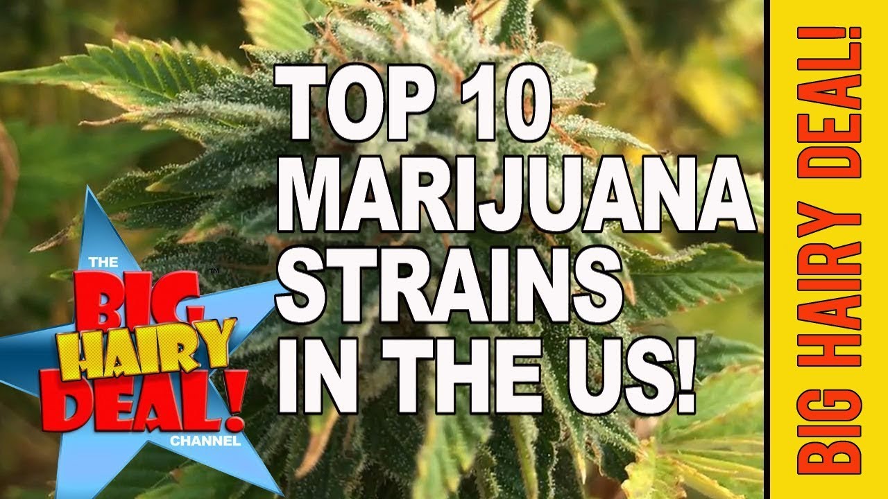 NEW Top 10 Marijuana Strains In The U S