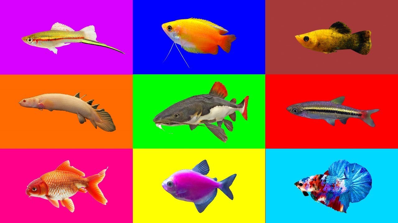 Fish: Goldfish, Platy Fish, Sword Tail Fish, Fighting Fish, Catfish, Dwarf Gourami, Glowfish Tetra