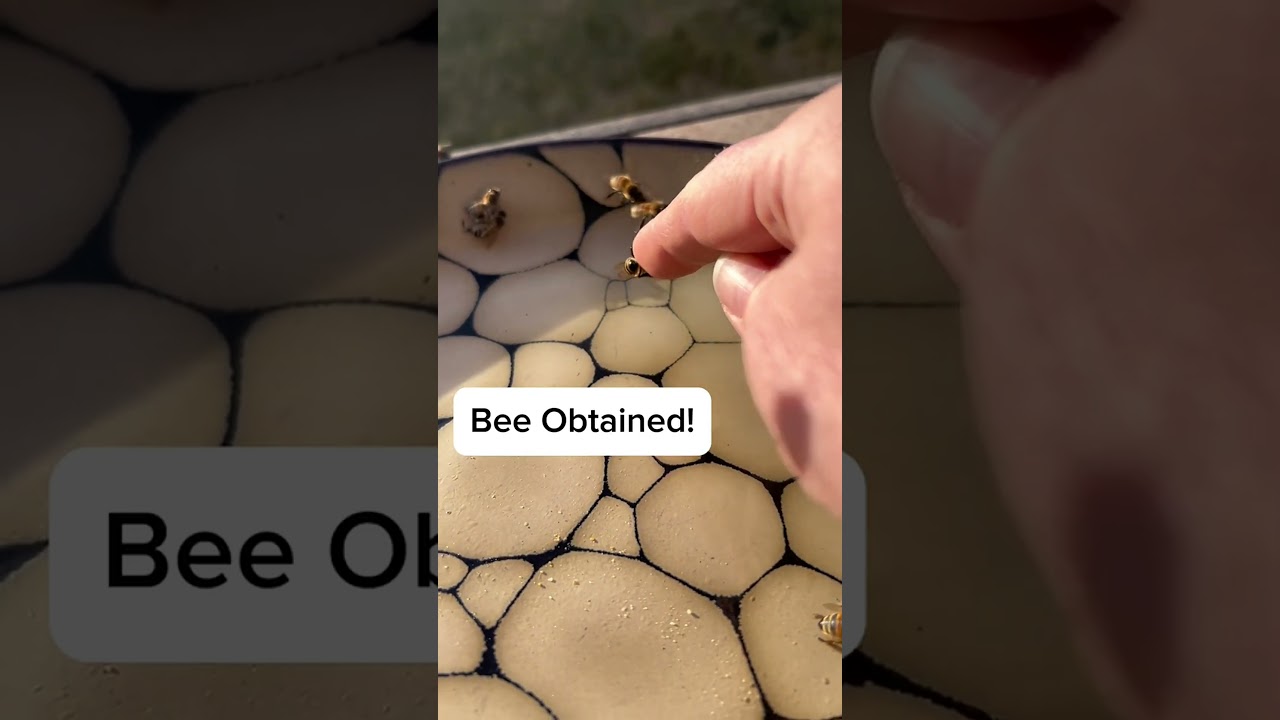 Operation: Save The Bee Was a Success! #savethebees #honeybees #winterbees