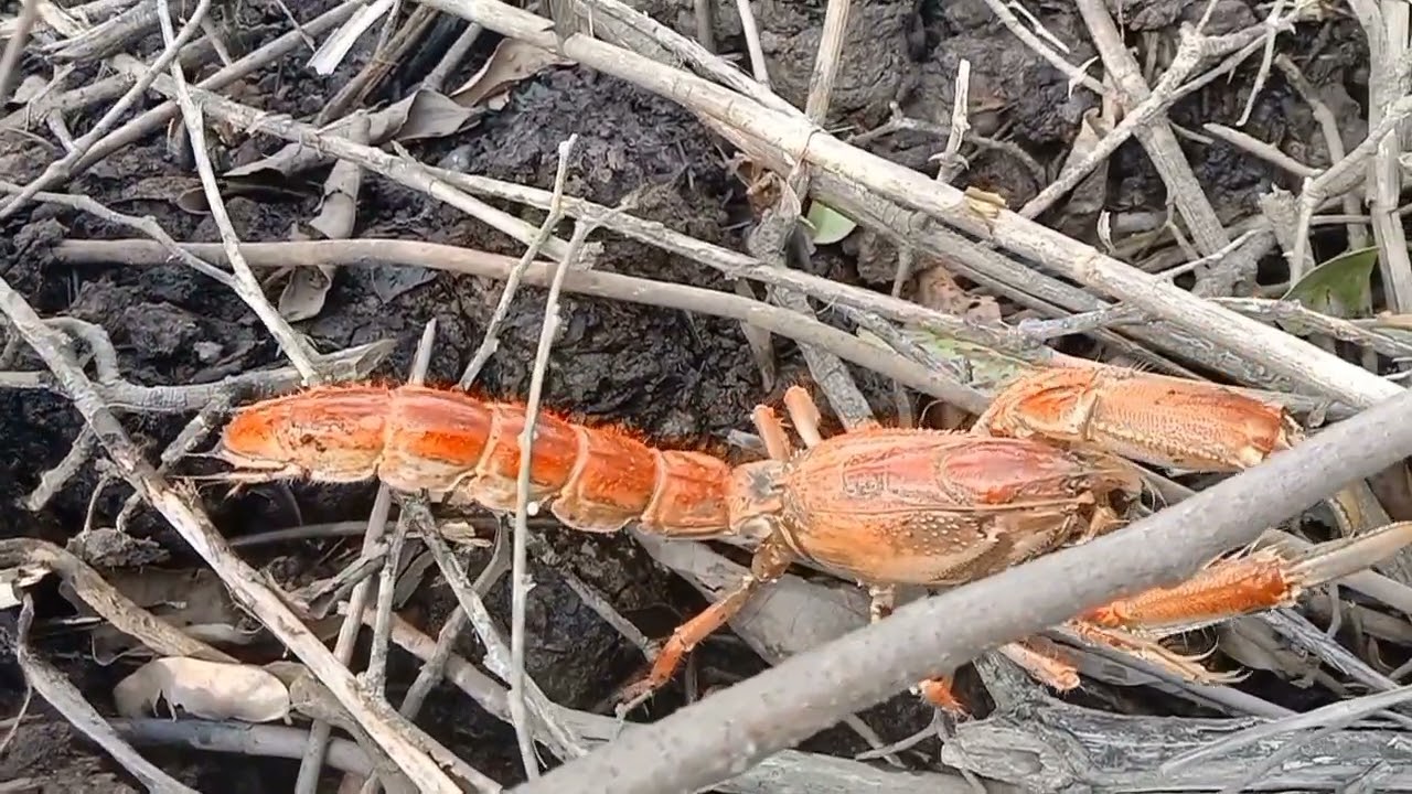 cara mudah mencari rama rama(kepiting bakau) dibengkalis