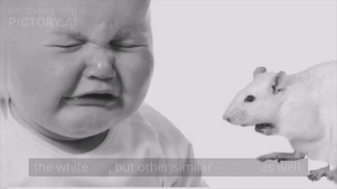 Little Albert