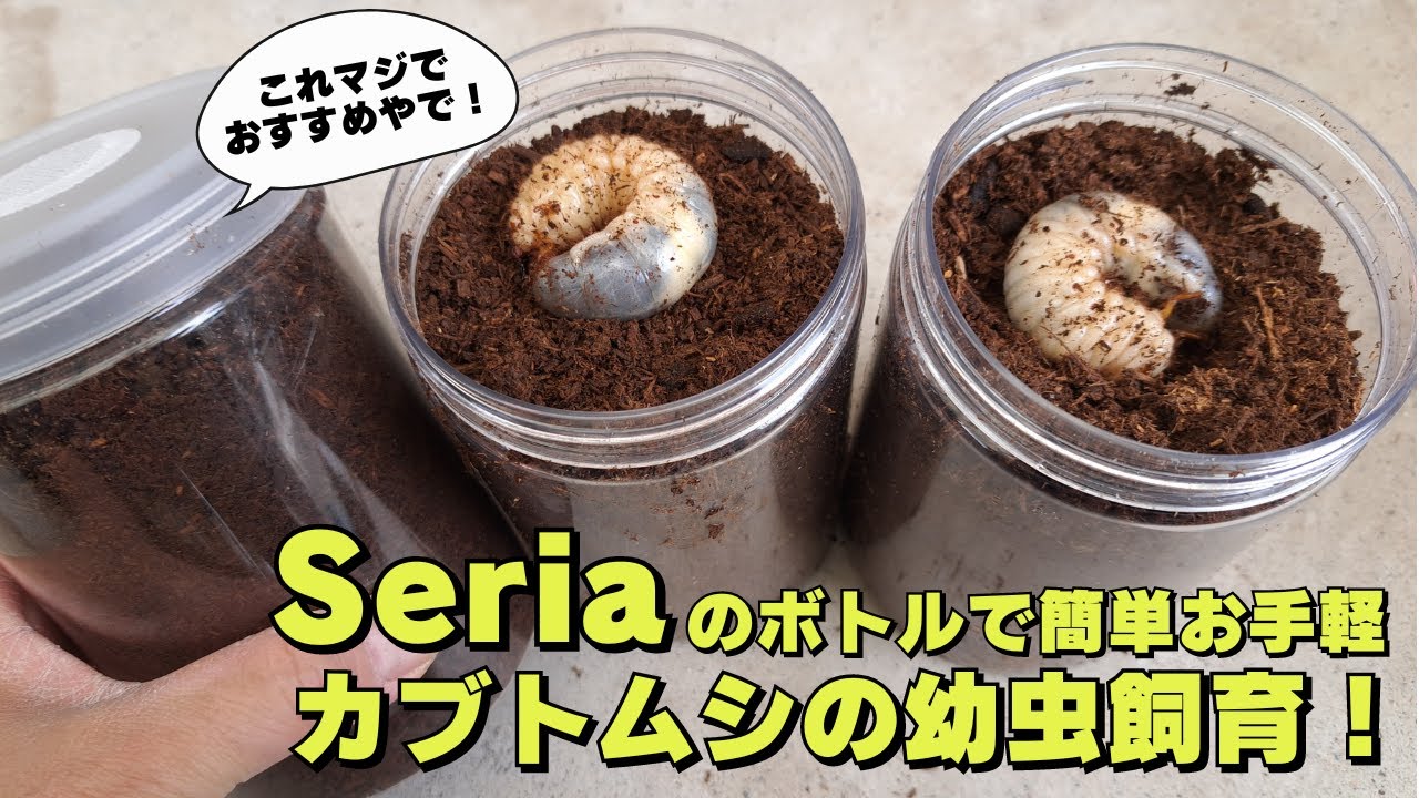 【カブトムシの幼虫飼育】Seriaのボトルを使った簡単お手軽カブトムシの幼虫飼育を徹底解説します！