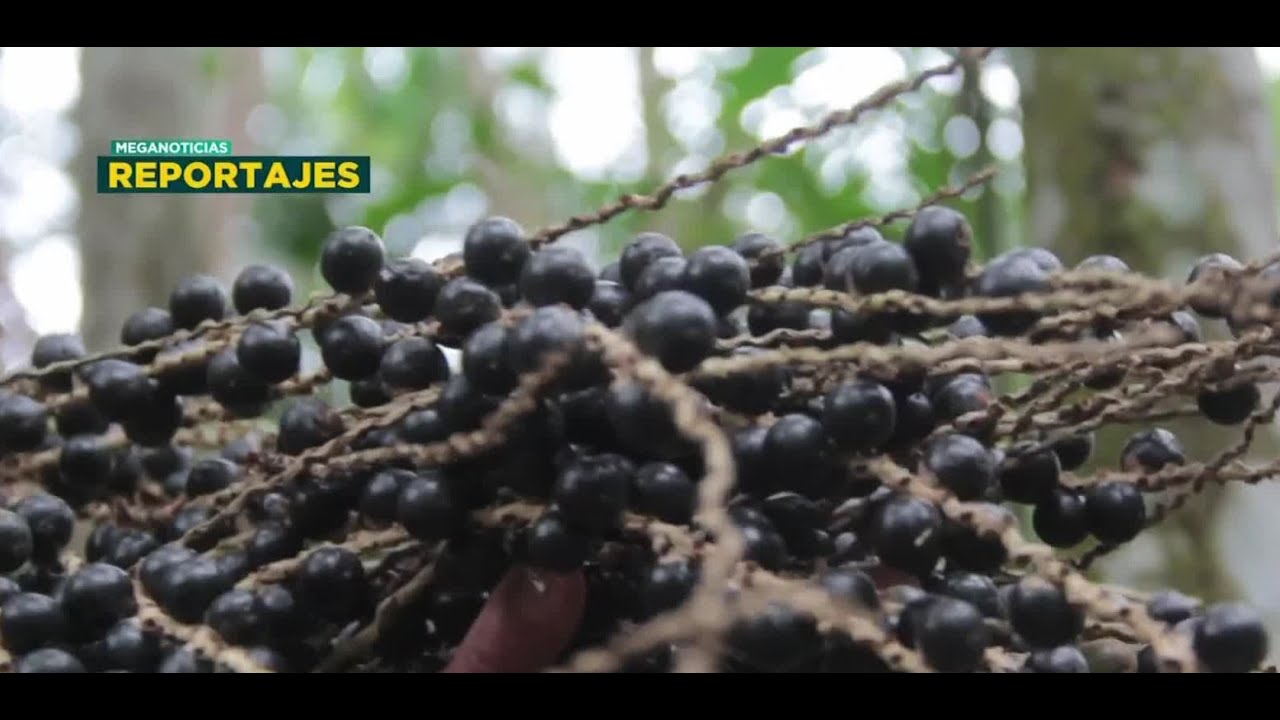 Reportaje: La ruta del Acaí y los secretos del fruto exótico que retrasaría el envejecimiento