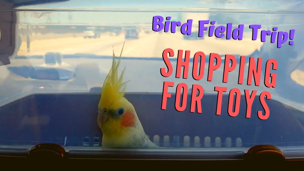 Bird Field Trip! | Shopping for New Bird Toys