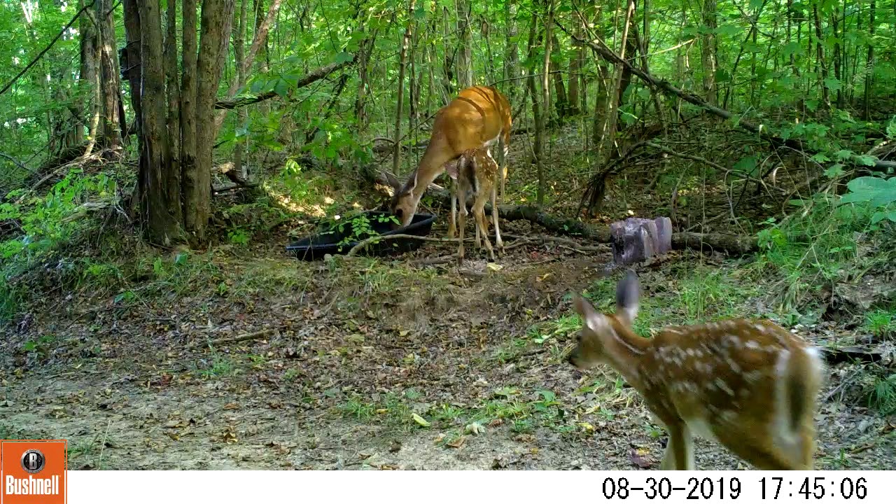 Bushnell Essential E3 Video Quality