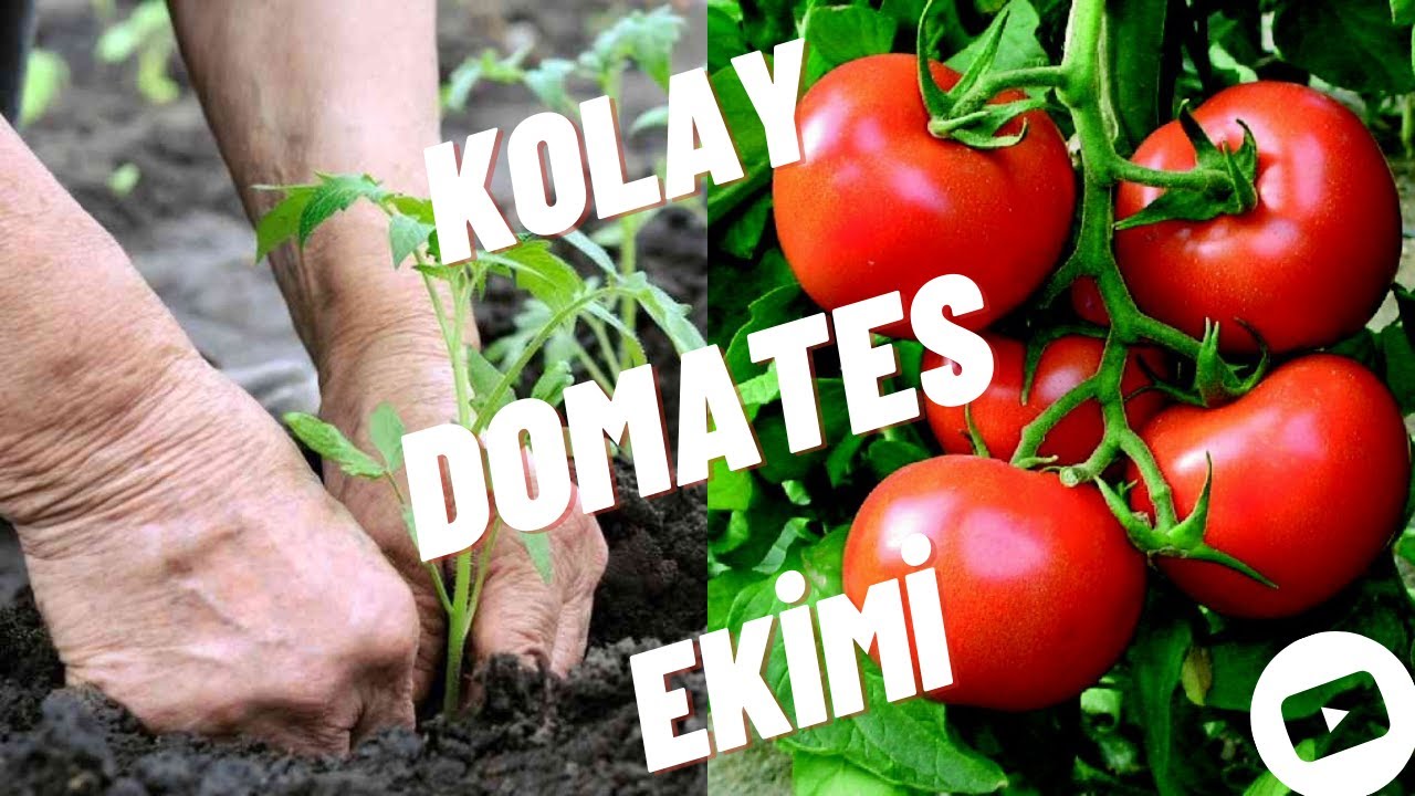 BAH&Ccedil;EDE KOLAY DOMATES EKİMİ NASIL YAPILIR?