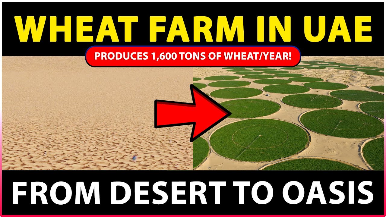 Wheat farm in Sharjah, UAE - From Desert to Oasis