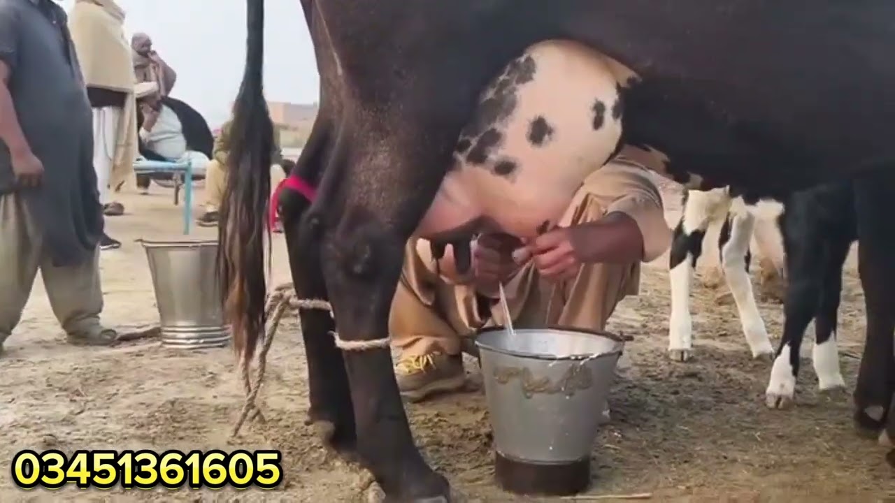 Big cow for sale in Pakistan#cow #dairyfarm #dairy_farming #modern_dairy_farming #modern_agriculture