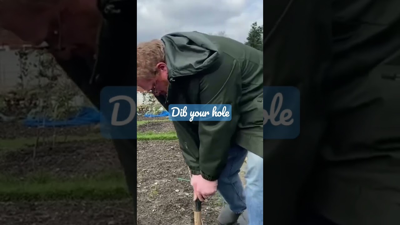How to plant First Early Potatoes in under 60 seconds