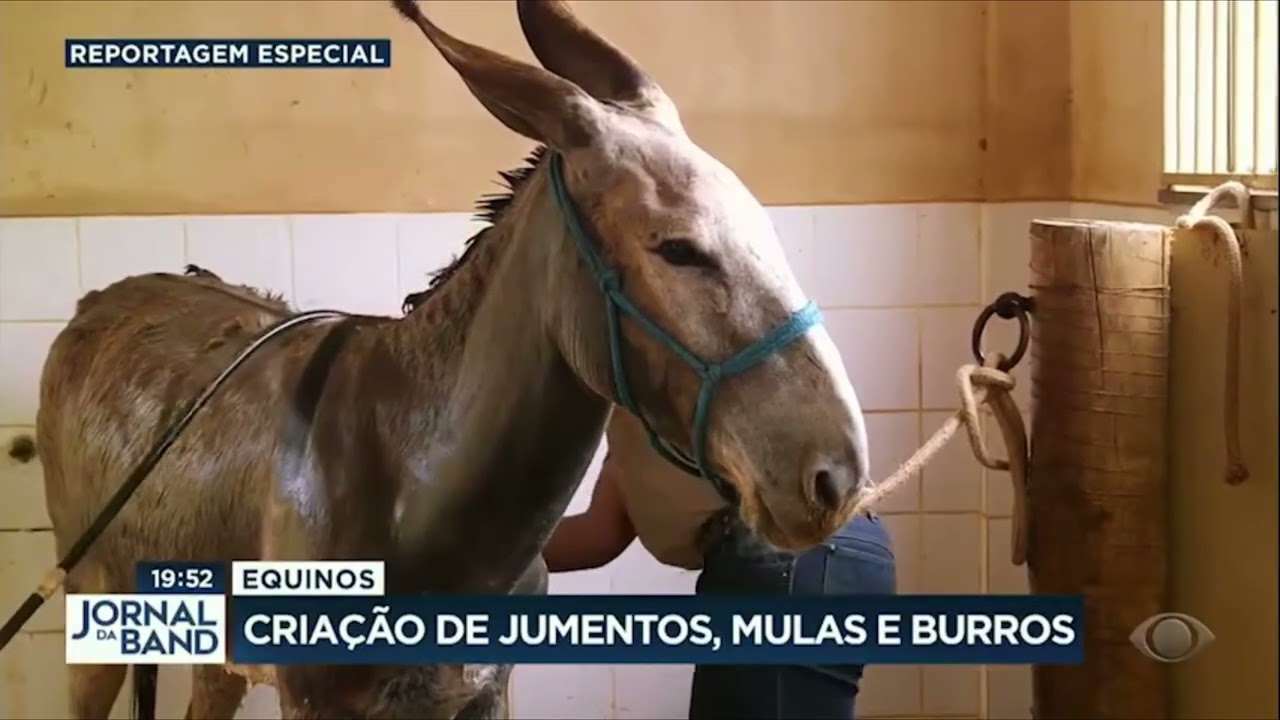 Cria&ccedil;&atilde;o de mulas e burros de Lagoa Dourada &eacute; destaque na Band