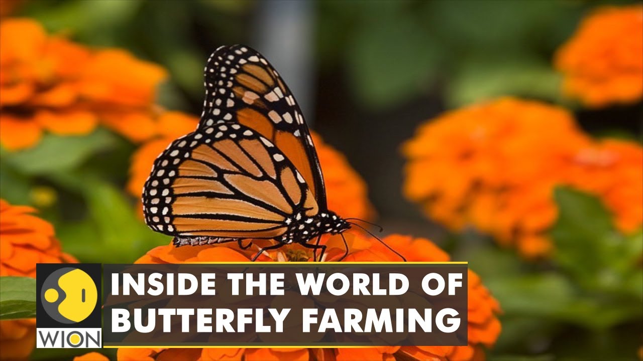 Costa Rica's 'Morpho' Butterfly farm is one of the largest exporters | Each butterfly sells for $2