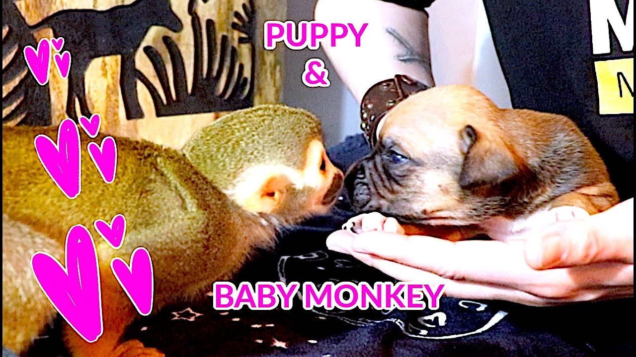 Baby Monkey oLLie Meets Adorable Bully Puppy 2 (CUTENESS OVERLOAD)