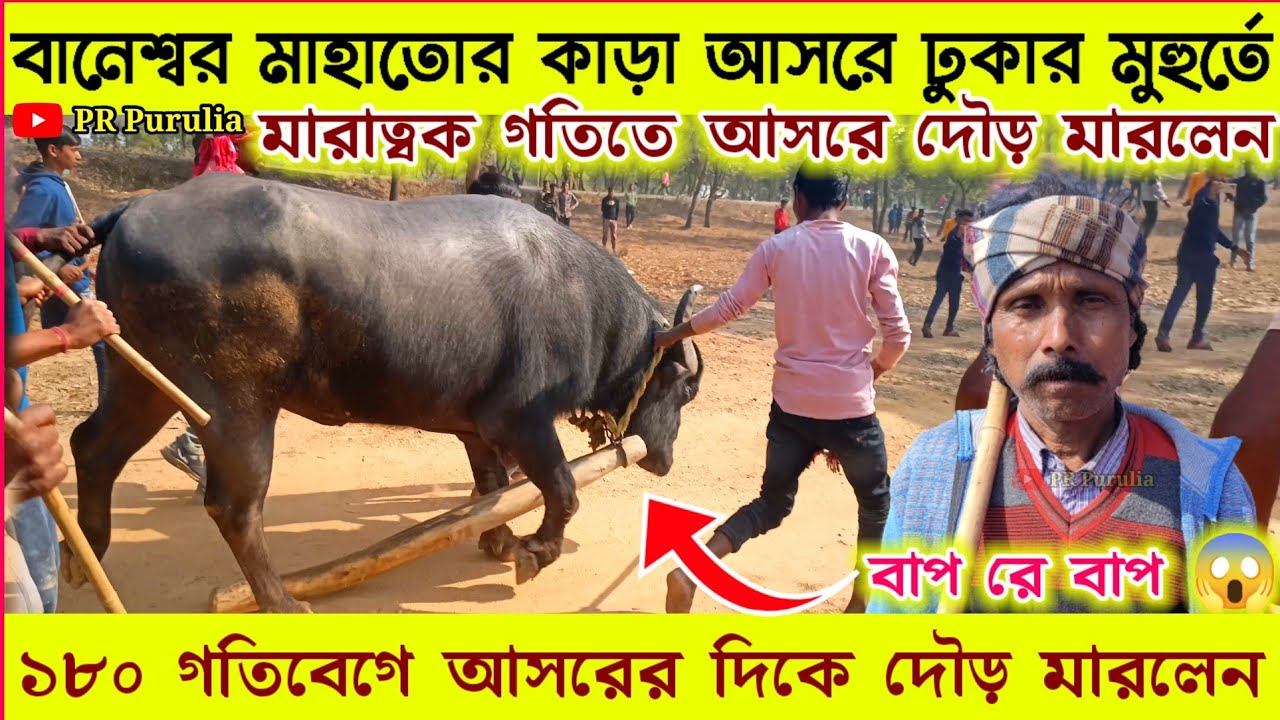 বানেশ্বর মাহাতোর কাড়া আসরে ঢুকার মুহুর্তে তেজটা দেখুন★১৮০ গতিবেগে আসরের দিকে দৌড় মারলেন★বাপ রে বাপ