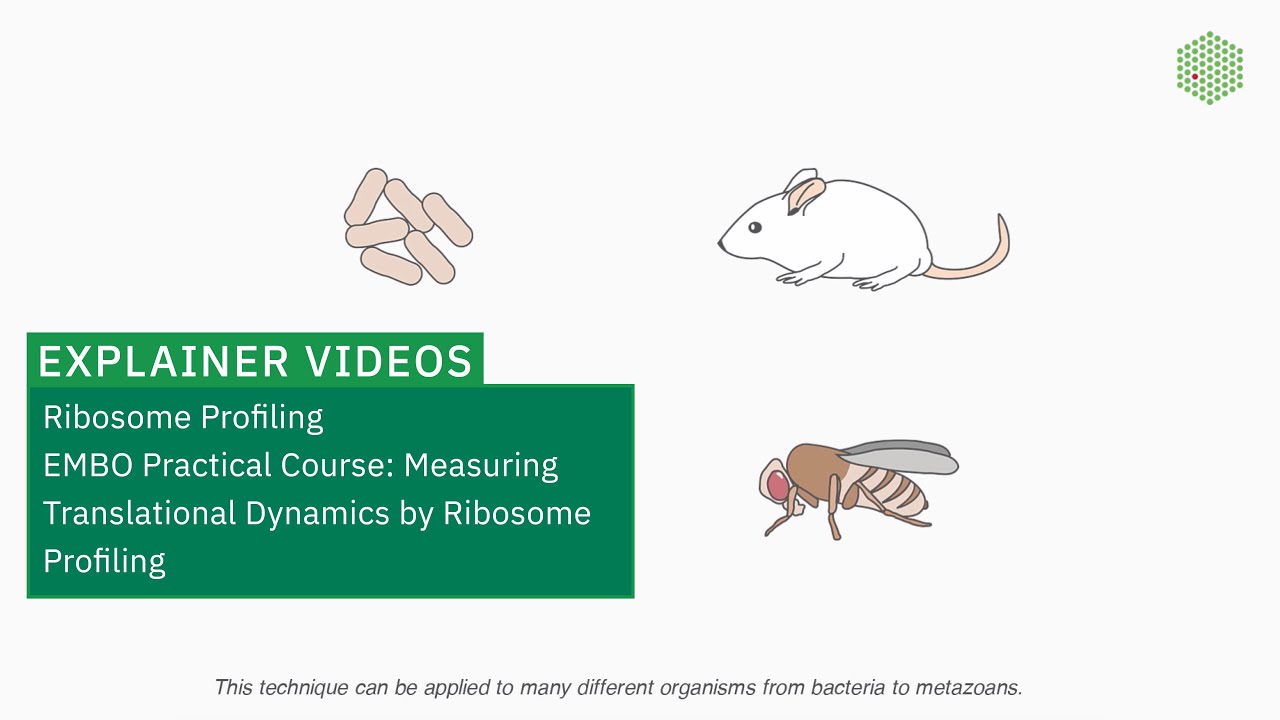 Ribosome Profiling