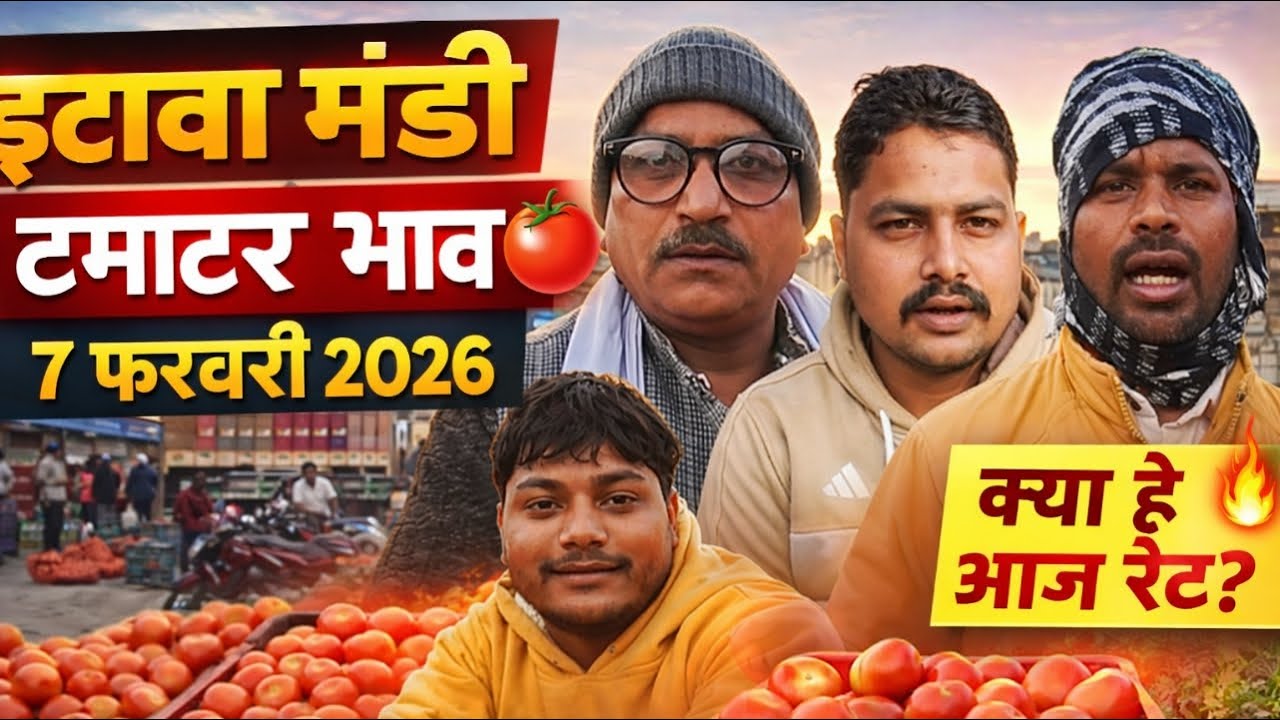 इटावा मंडी टमाटर भाव | 7 फरवरी 2026 | आज का ताज़ा रेट 🍅