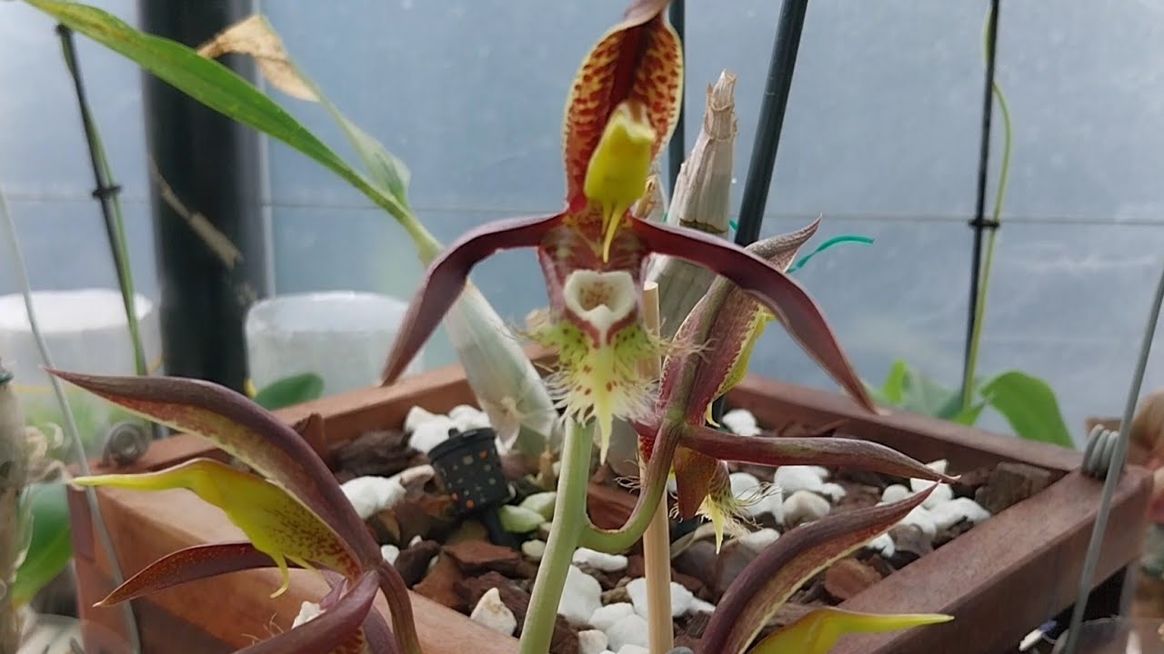 FLORACIÓN DE CATASETUM SACATUM EN CESTOS DE MADERA Y MAS...🌻💚🌻