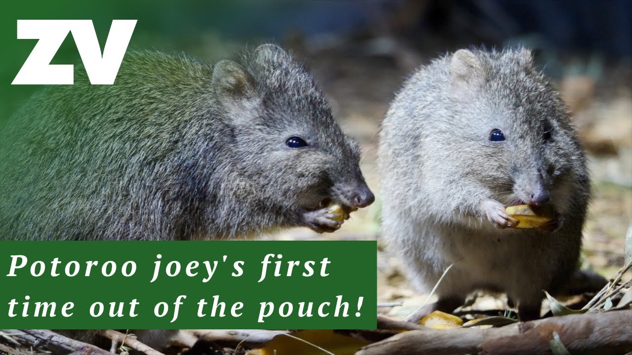 A teeny tiny Long-nosed Potoroo joey has arrived!