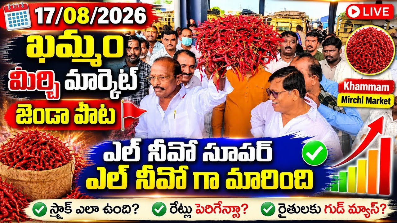 17/08/2026 khammam mirchi market price khammam mirchi market today #dharalu #mirchi#mirchiratetoday