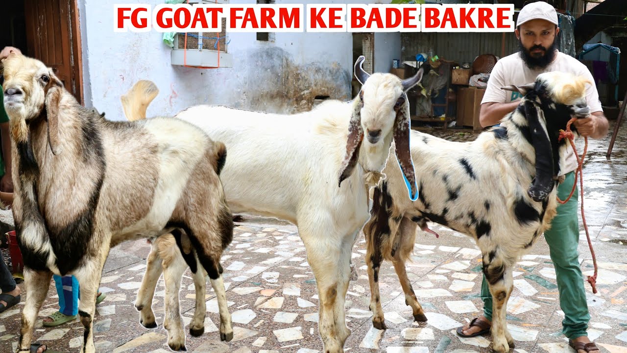 FG Goat Farm Ke Bade Bakre Kota Malwa 