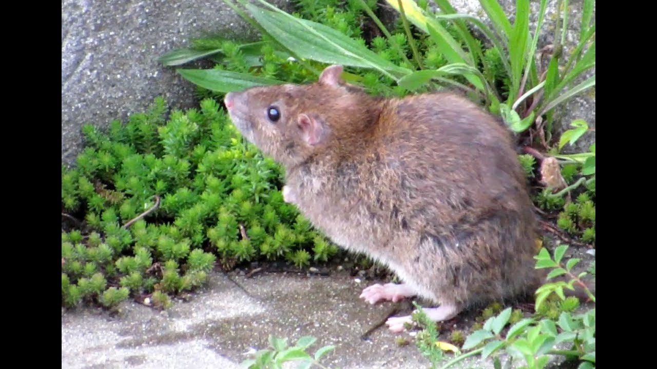 840. Potkan obecn&yacute;, Brown Rat, Wanderratte, Серая крыса, Szczur wędrowny