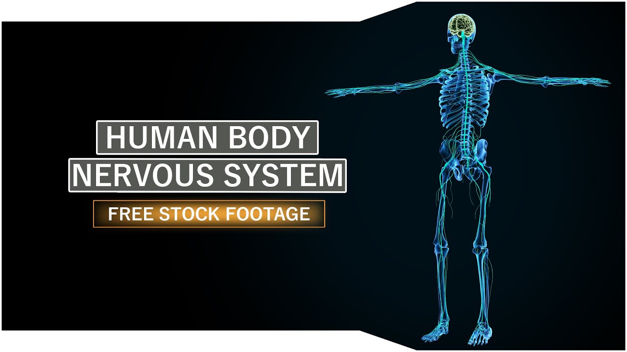 Human body skeletal and nervous system | Royalty Free Footage
