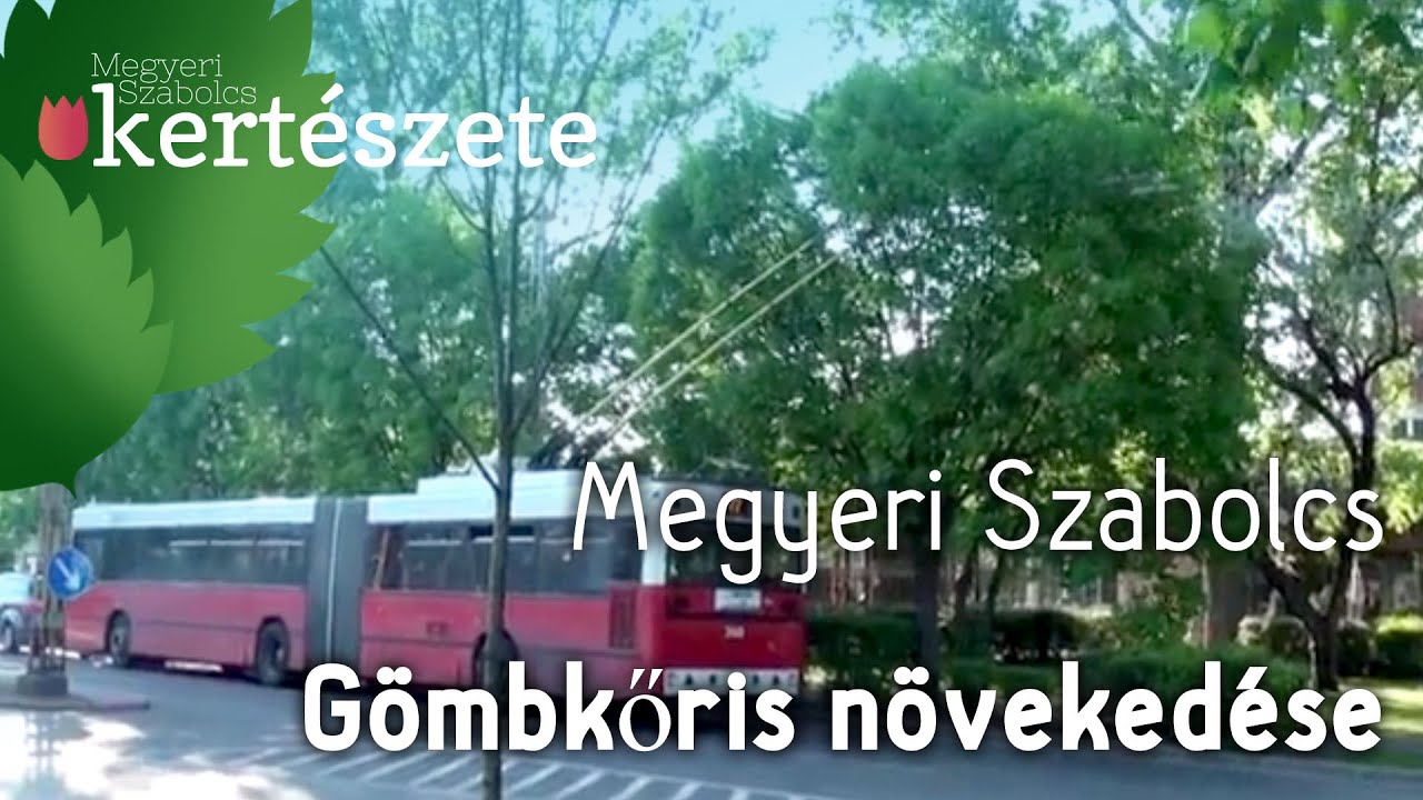 G&ouml;mbkőris n&ouml;veked&eacute;se - Fraxinus ornus 'Mecsek' - Megyeri Kert&eacute;szet