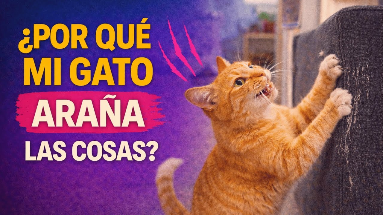 ¿Por qué mi gato araña las cosas?