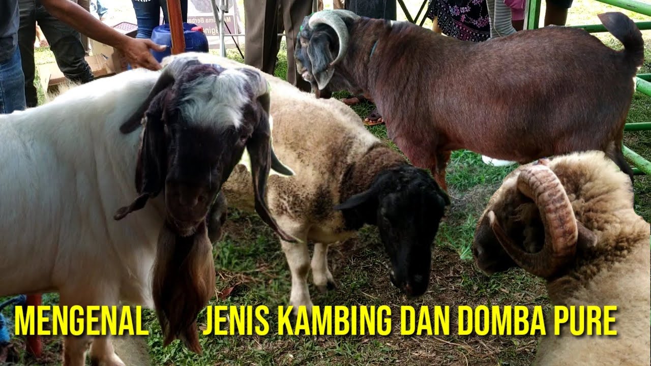 Mengenal Jenis Kambing Boer dan Domba Dorper | Kambing boer Indonesia