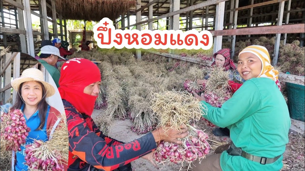 จ้างปึ๋งหอมแดงศรีสะเกษ 350-500บาท/ตัน ตุ้มหอม มัดหอม เตรียมส่งเวียดนาม