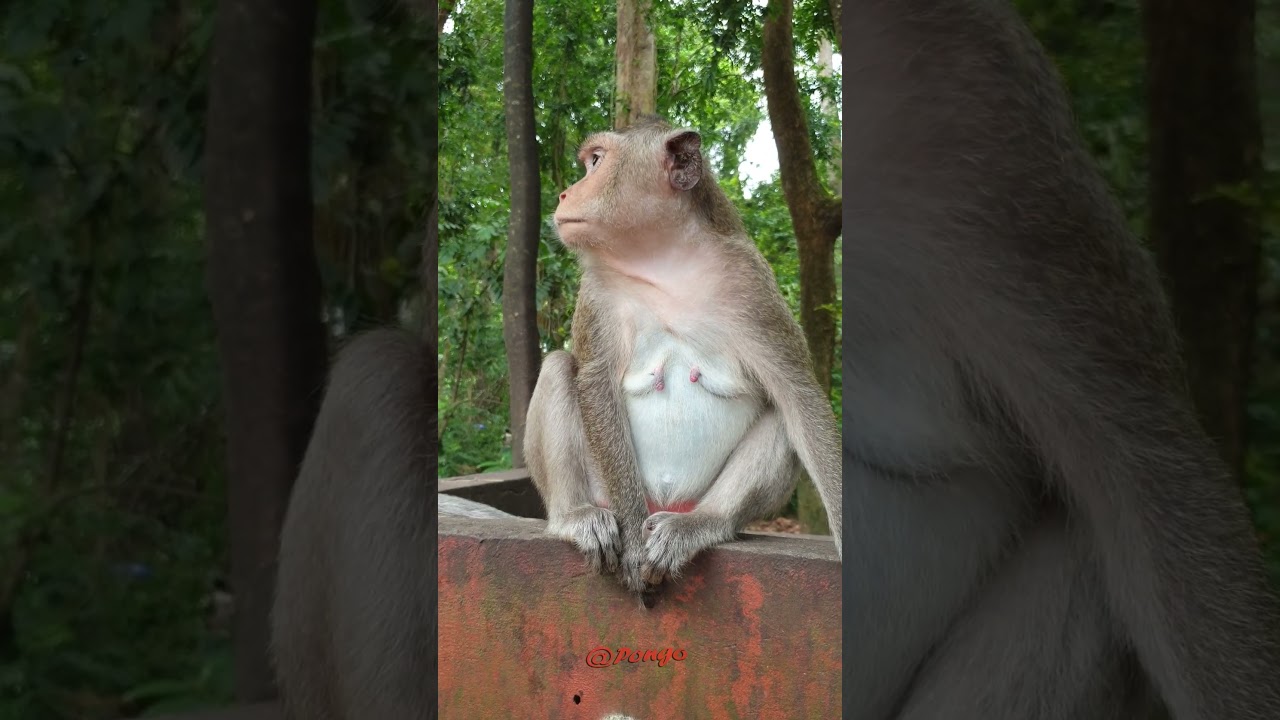 Daily Amber Monkeys Group videos