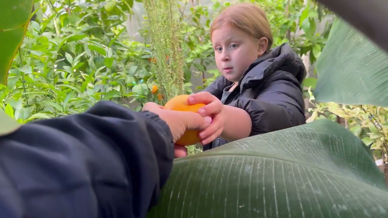 Цитруси🍋🍊екзоти 🥭🍈🥑і квіти 🌺🌸 у теплицях готуються до зимівлі 