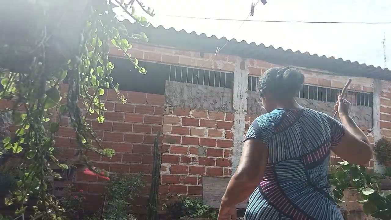 Fazendo muda de Buganville galho Que achei... Espero Q de certo ❤️🙏🙏💕