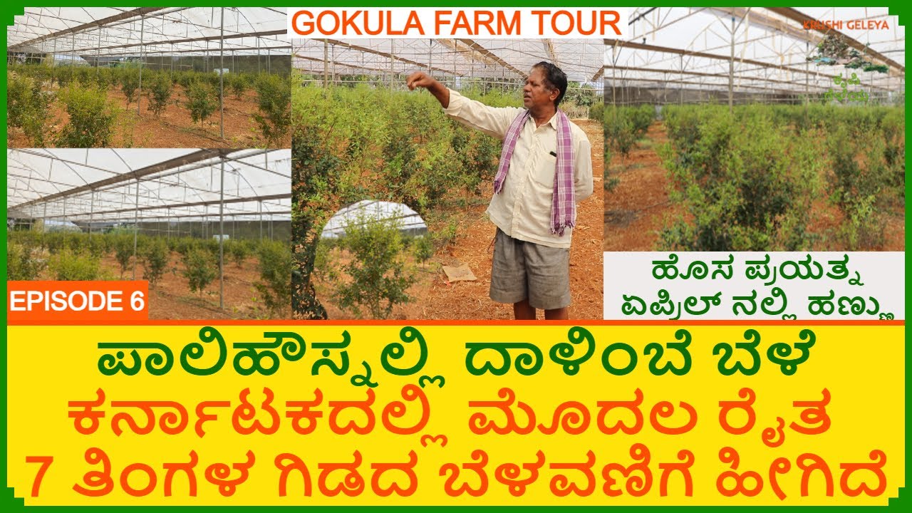 ಕರ್ನಾಟಕದಲ್ಲಿ ಮೊದಲು ಪಾಲಿಹೌಸ್ನಲ್ಲಿ ದಾಳಿಂಬೆ ಬೆಳೆದ ರೈತ | ಏಪ್ರಿಲ್ ನಲ್ಲಿ ಹಣ್ಣು | Pomegranate Farming