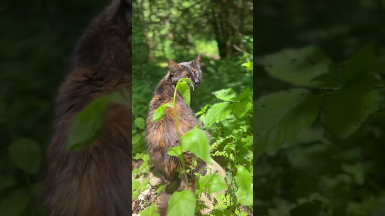 Peaceful walks through the forest with Purrcephiny 🥰 #adventurecat #ilovemycat