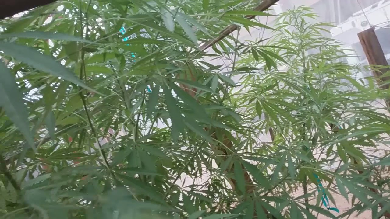 Outdoor cannabis grow SoCal 2018 Vol 2