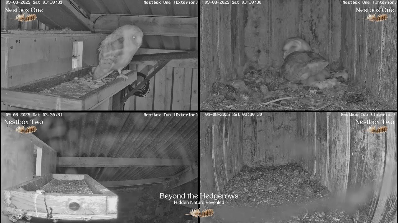 🔴 LIVE NEST CAM | Cumbrian Barn Owl Nestbox Cameras