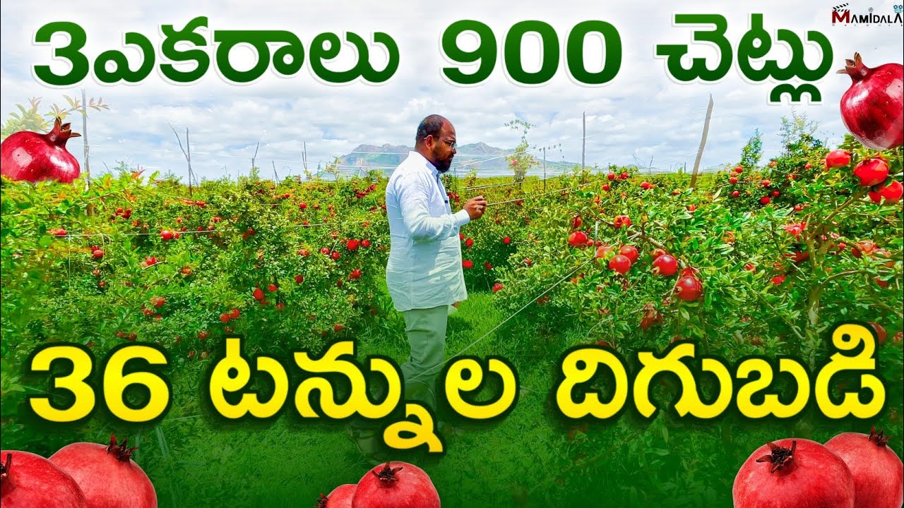 3 ఎకరాలు 900 చెట్లు | 36 టన్నుల దిగుబడి | దానిమ్మ సాగు | HIGH YIELD POMEGRANATE FARMING TELUGU 