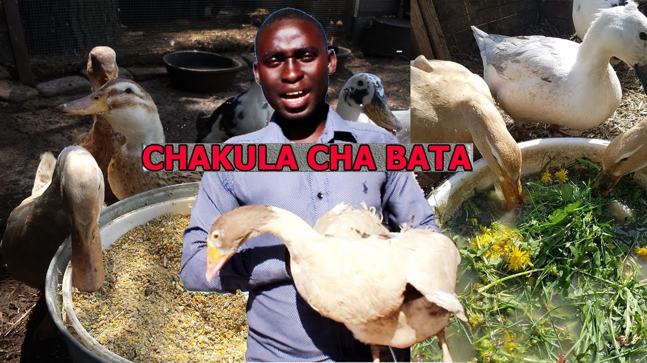 UFUGAJI WA KISASA WA BATA |CHAKULA BORA CHA BATA|