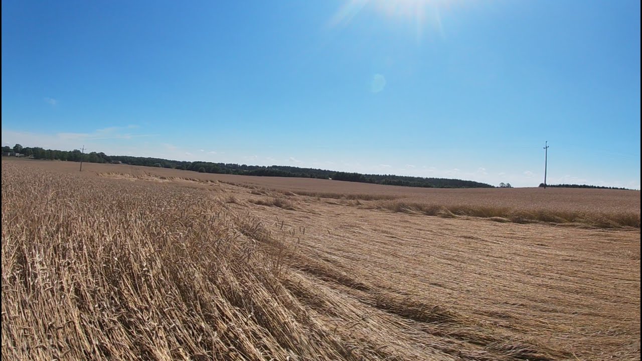 Vlog # 11 Żyto populacyjne po kosztach na piachu. Kilka słów o uprawie i porównanie przedplonów.