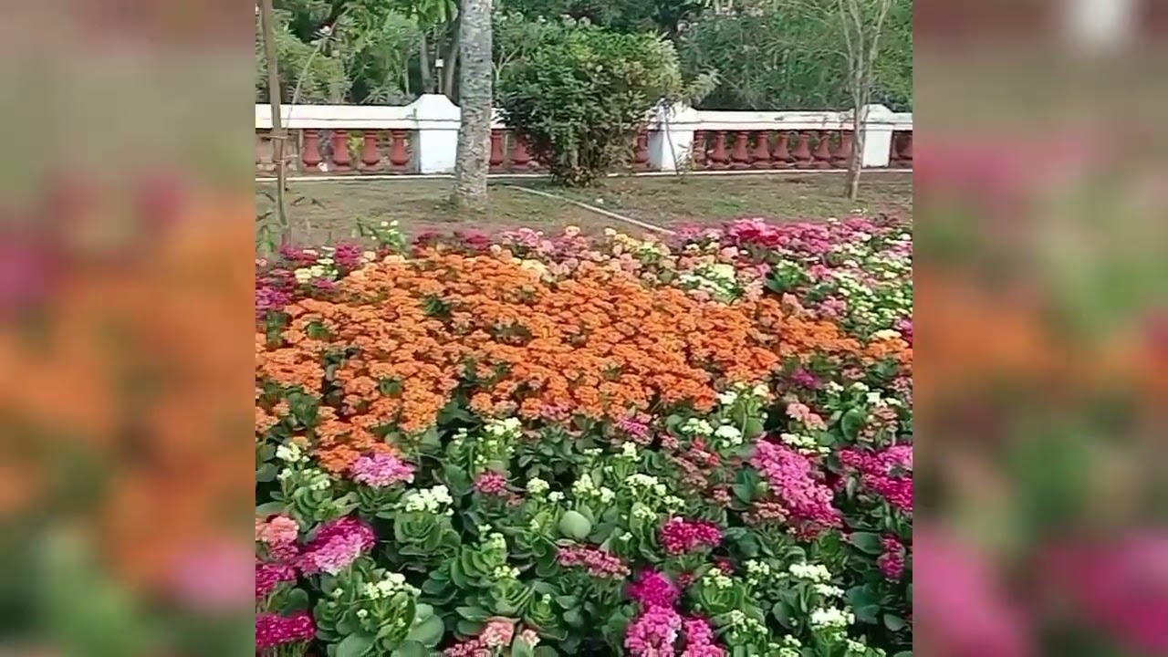 Flower Show # travelling 