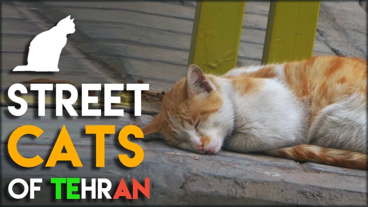 4 Minutes of Street Cats in Tehran