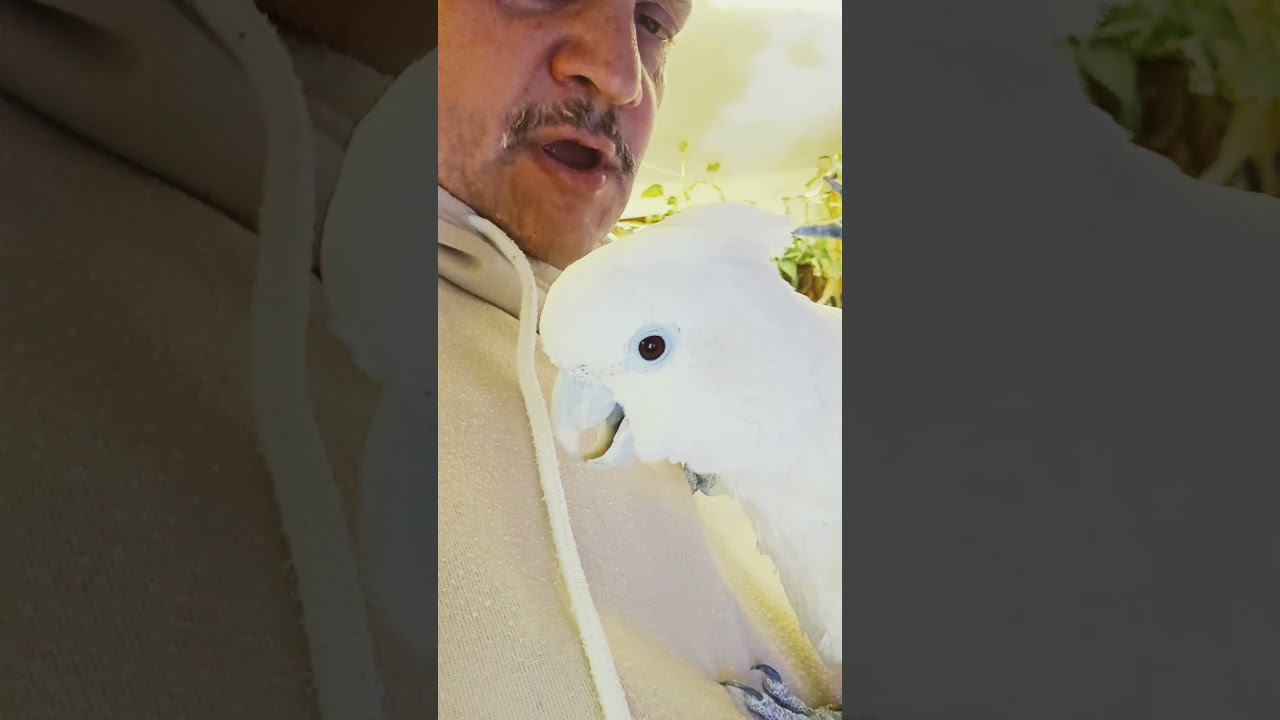 Мушка-пуська #какаду #поэтично #parrot