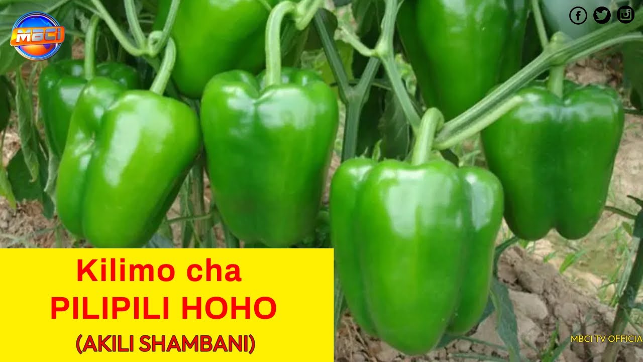 Kilimo cha Pilipili Hoho/Green Pepper Farming in Kenya ||Akili Shambani