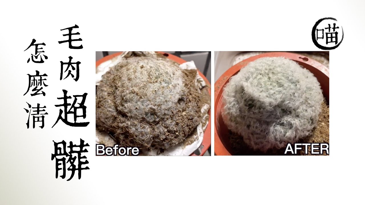 喵王的多肉陽台-清理白星/毛肉很髒怎麼清/