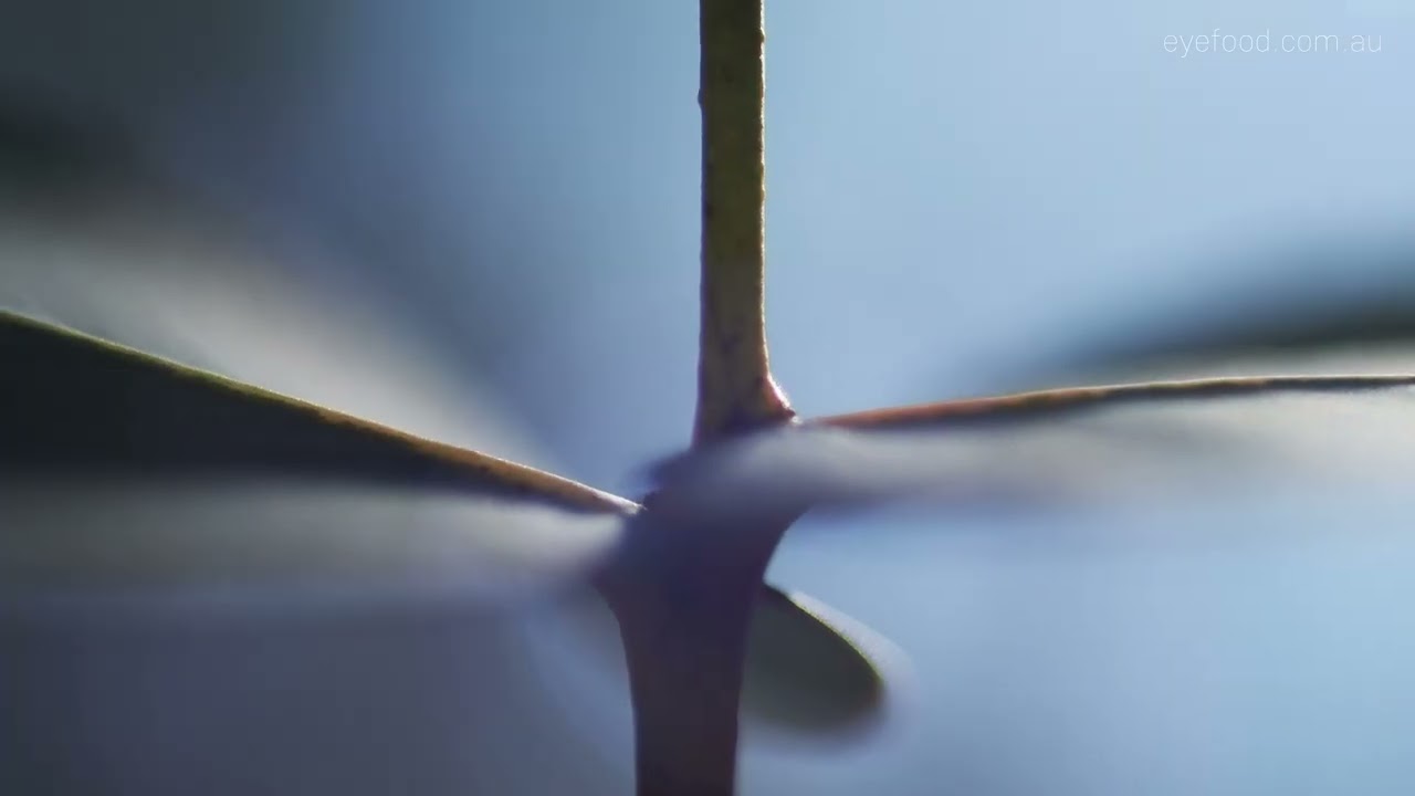 Nature Portals Promo Hahndorf Academy
