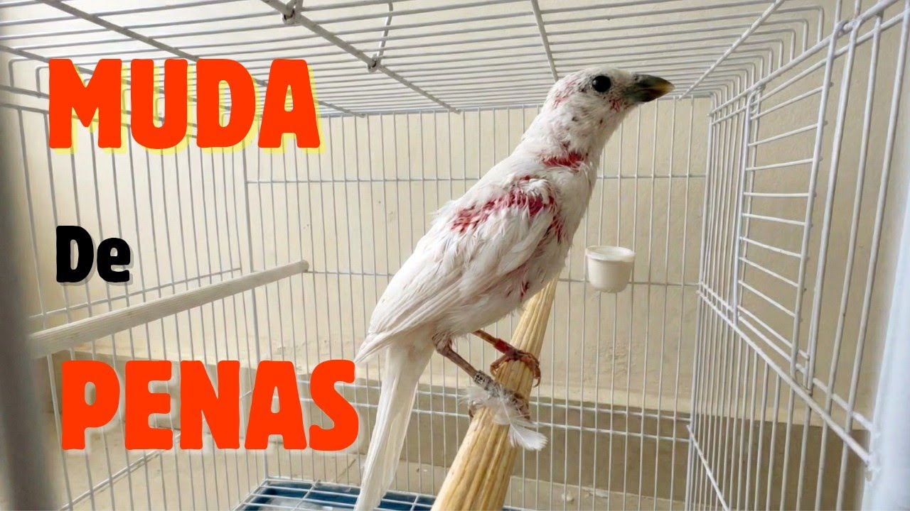 Muda de Penas do Trinca-Ferro: O Que Fazer?