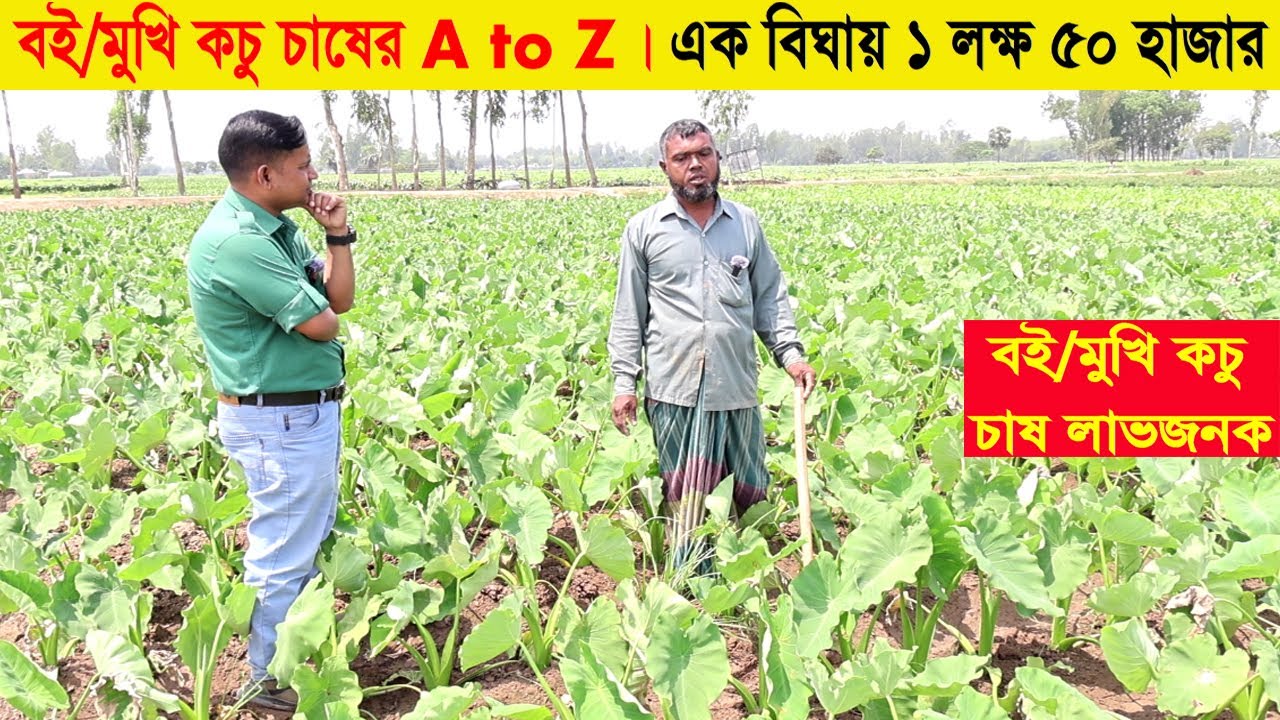 বই বা মুখি কচু চাষের A to Z । এক বিঘায় ১ লক্ষ ৫০ হাজার । Mukhi kochu chas । Swadesh BD #agriculture