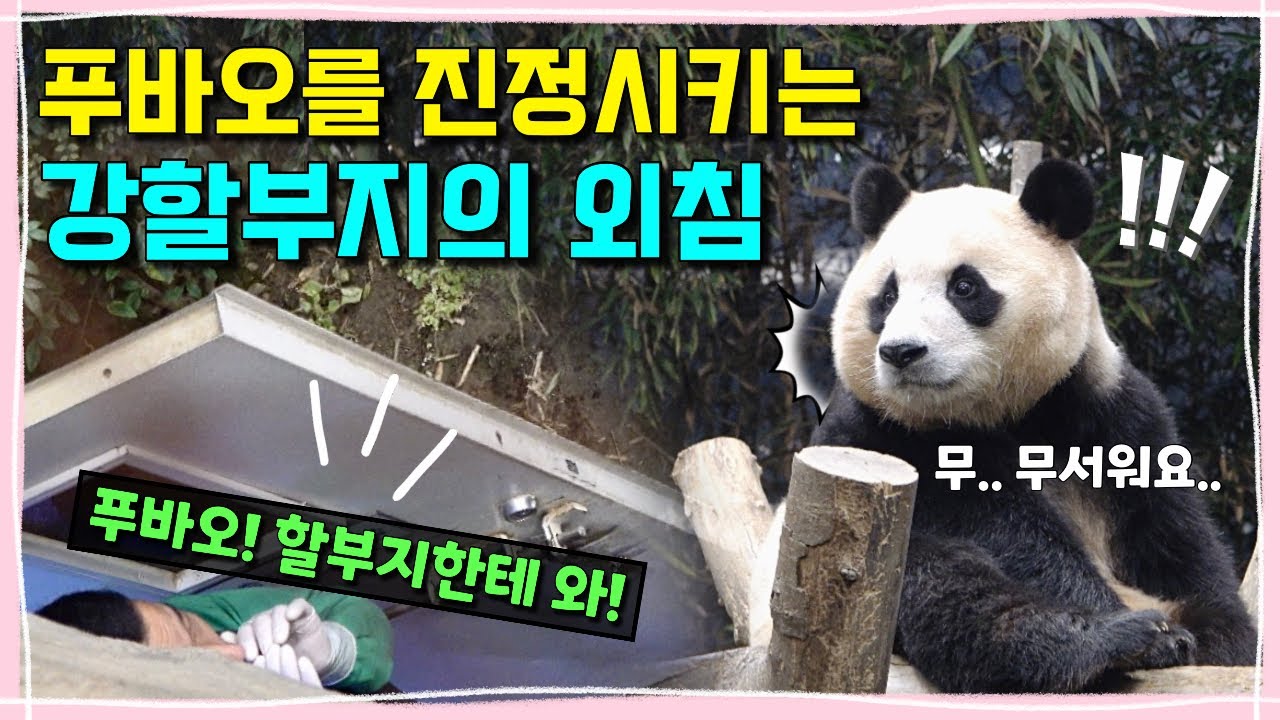 [ep.221] 천둥번개에 놀란 푸바오를 빠르게 진정시키는 강할부지의 뜨거운 외침!!🔥🙋🏻‍♂️또 한번 새롭게 성장하는 푸바오를 사랑으로 응원해주세요♥️ㅣ에버랜드 판다월드