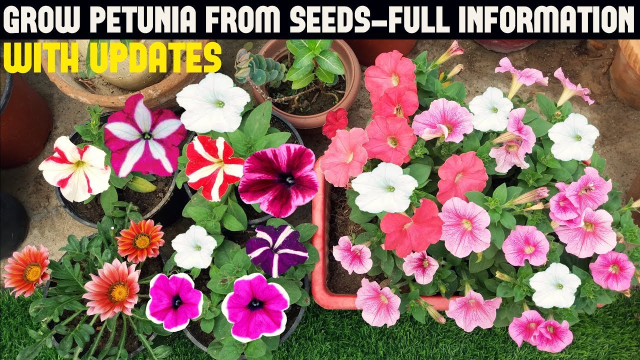 How To Grow Petunia From Seeds (With Full Updates)