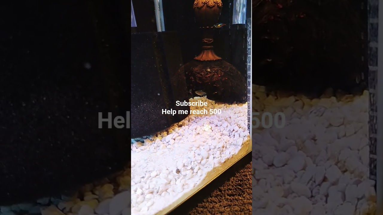Update on Ruby Betta and blueberry and other fish 